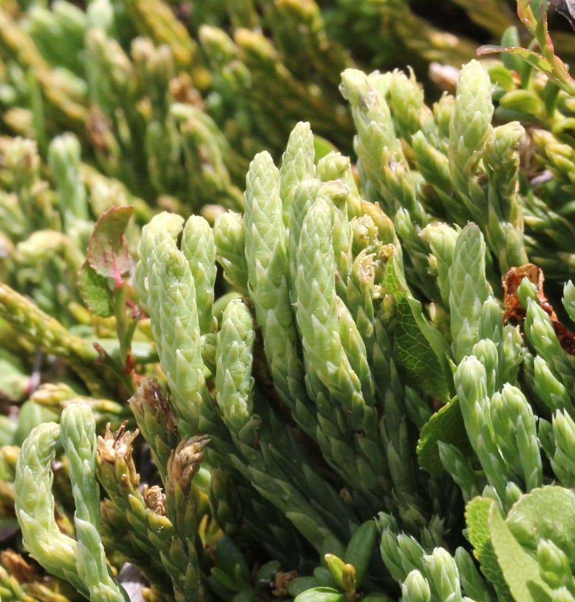 Lycopodium alpinum 16