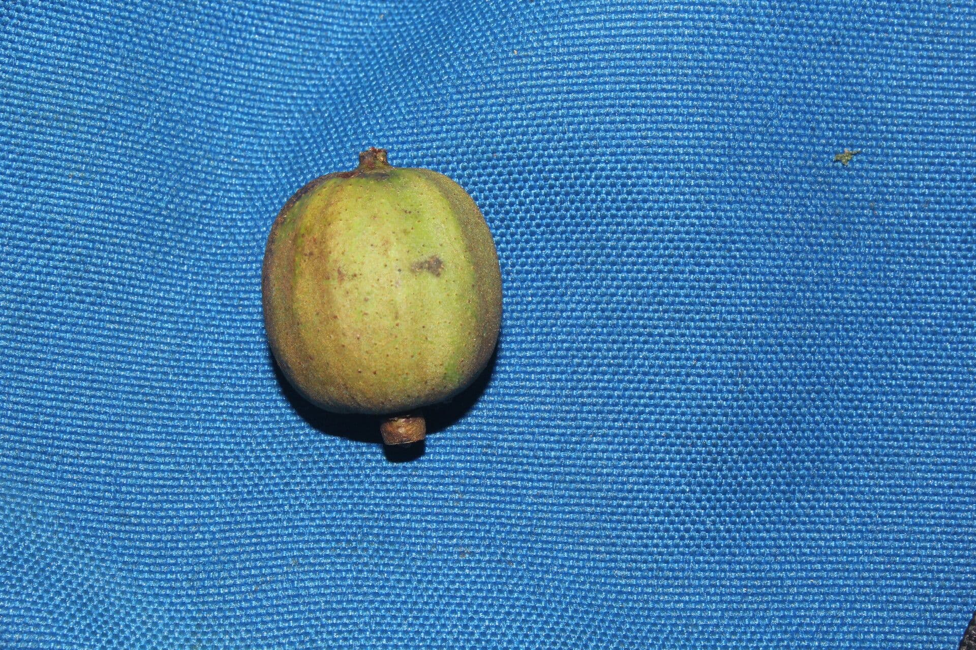 Alfaroa 2
