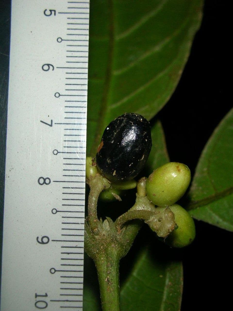 Ronabea latifolia 3