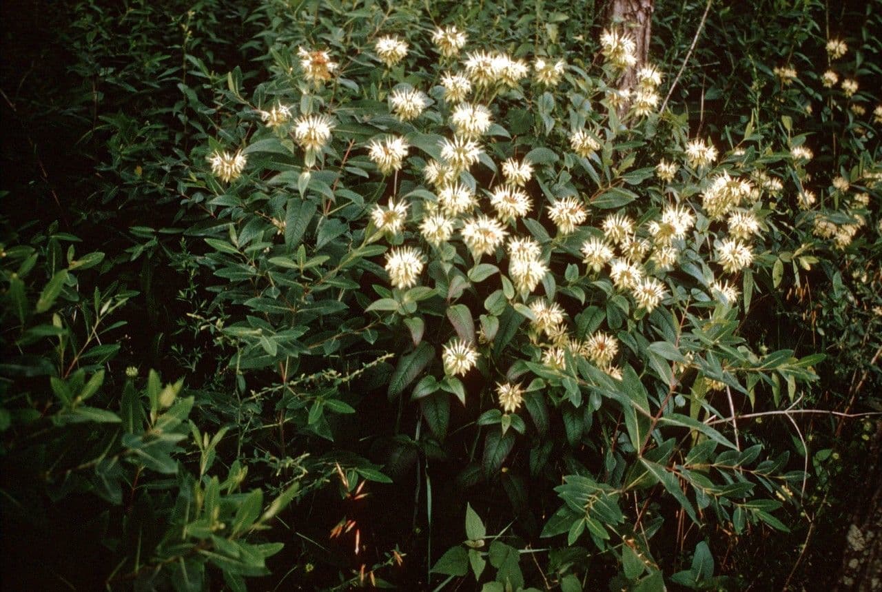 Monarda basilico 8