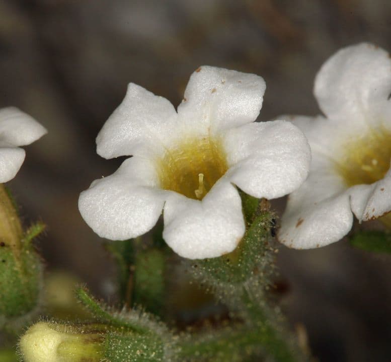 Phacelia
