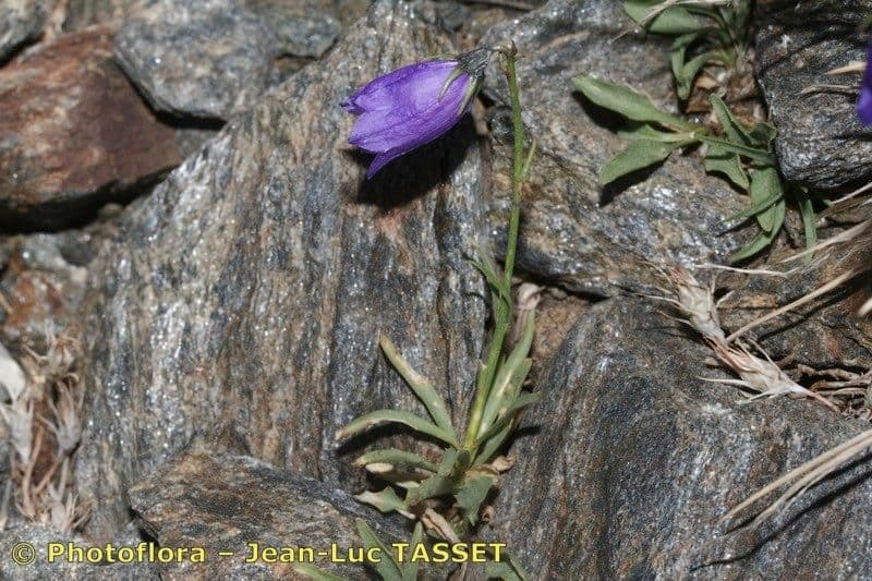 Campanula di Hermini 6
