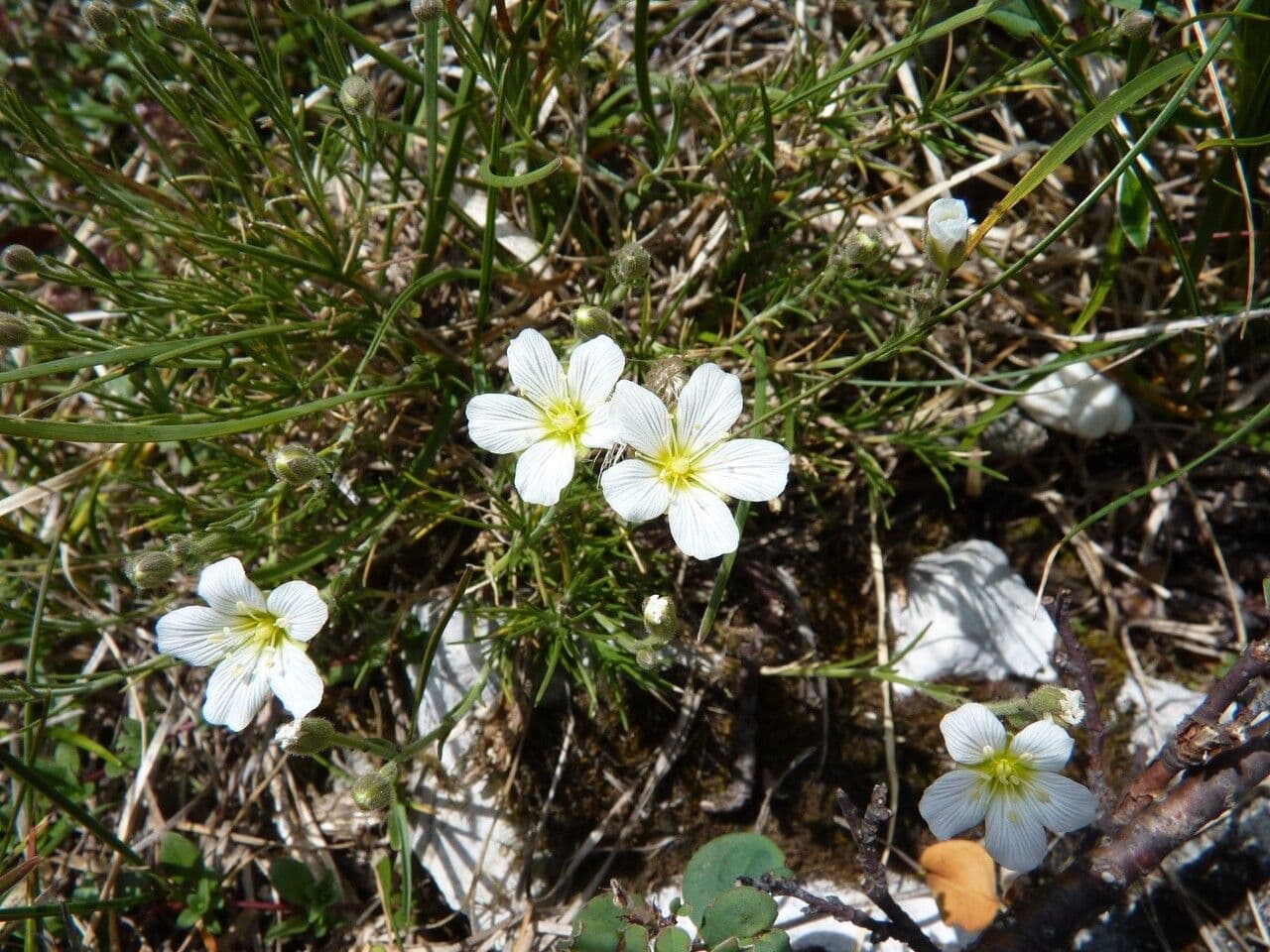 Cherleria capillacea 18