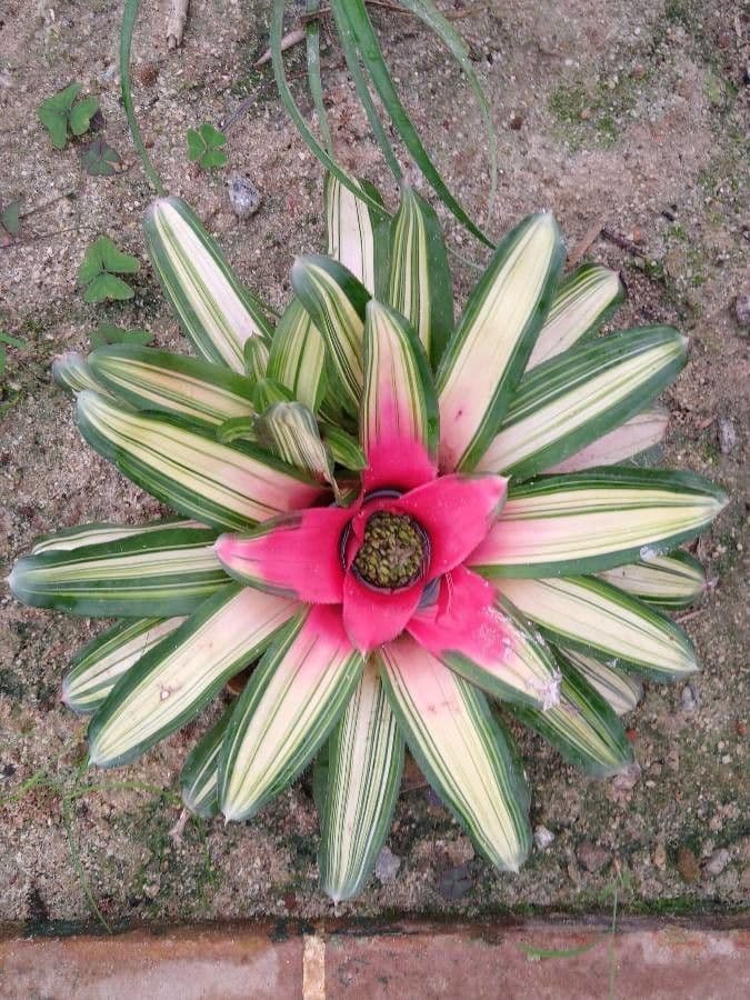 Bromelia arrossata 5