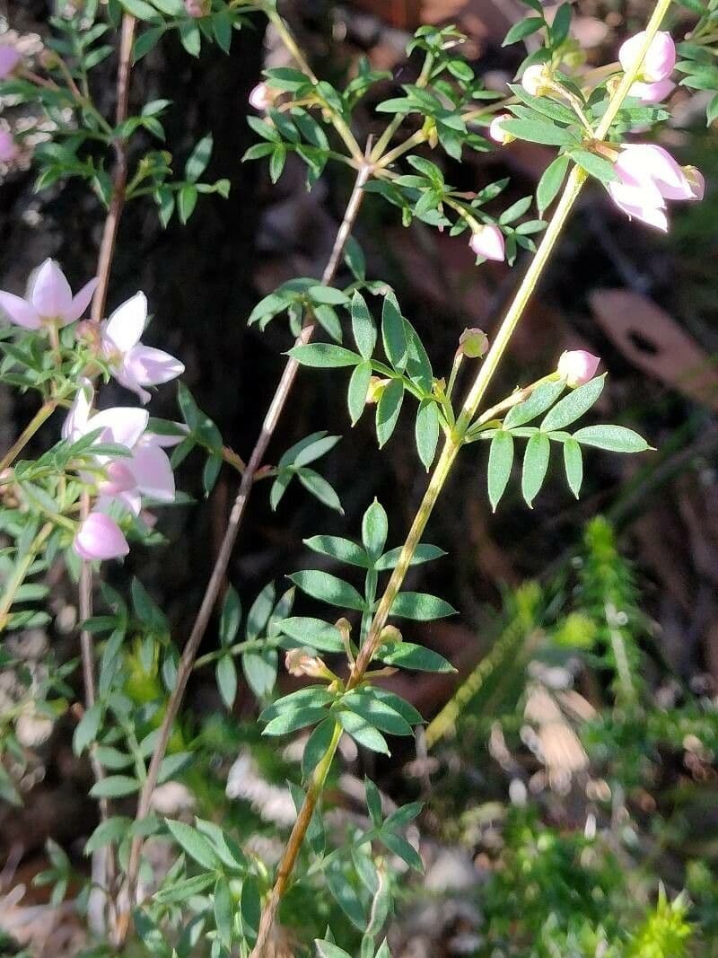 Boronia 4