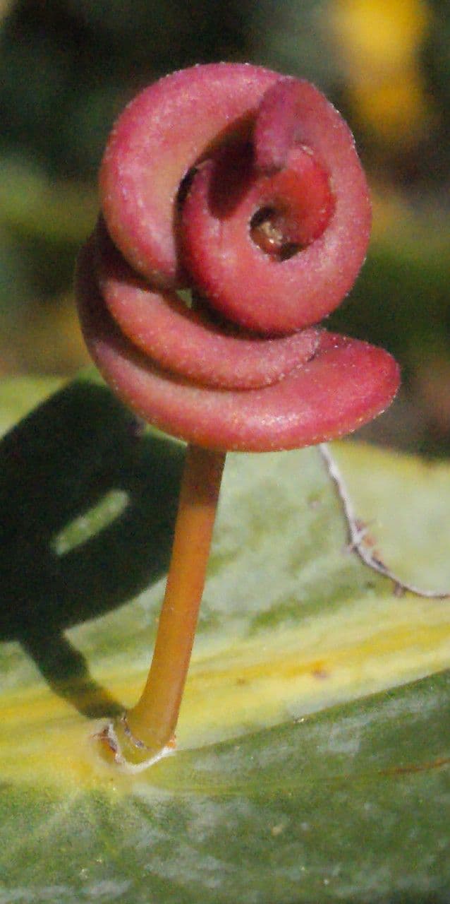 Acacia glaucoptera 2
