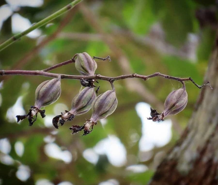 Encyclia