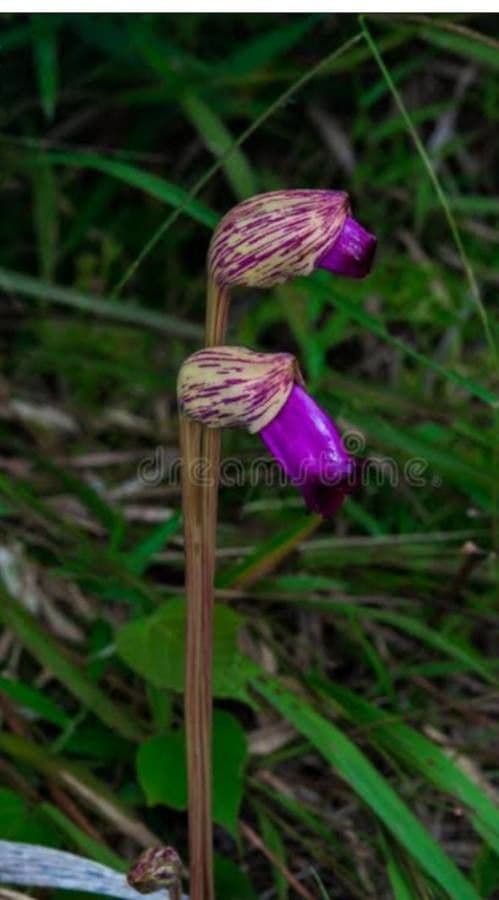 Aeginetia 4