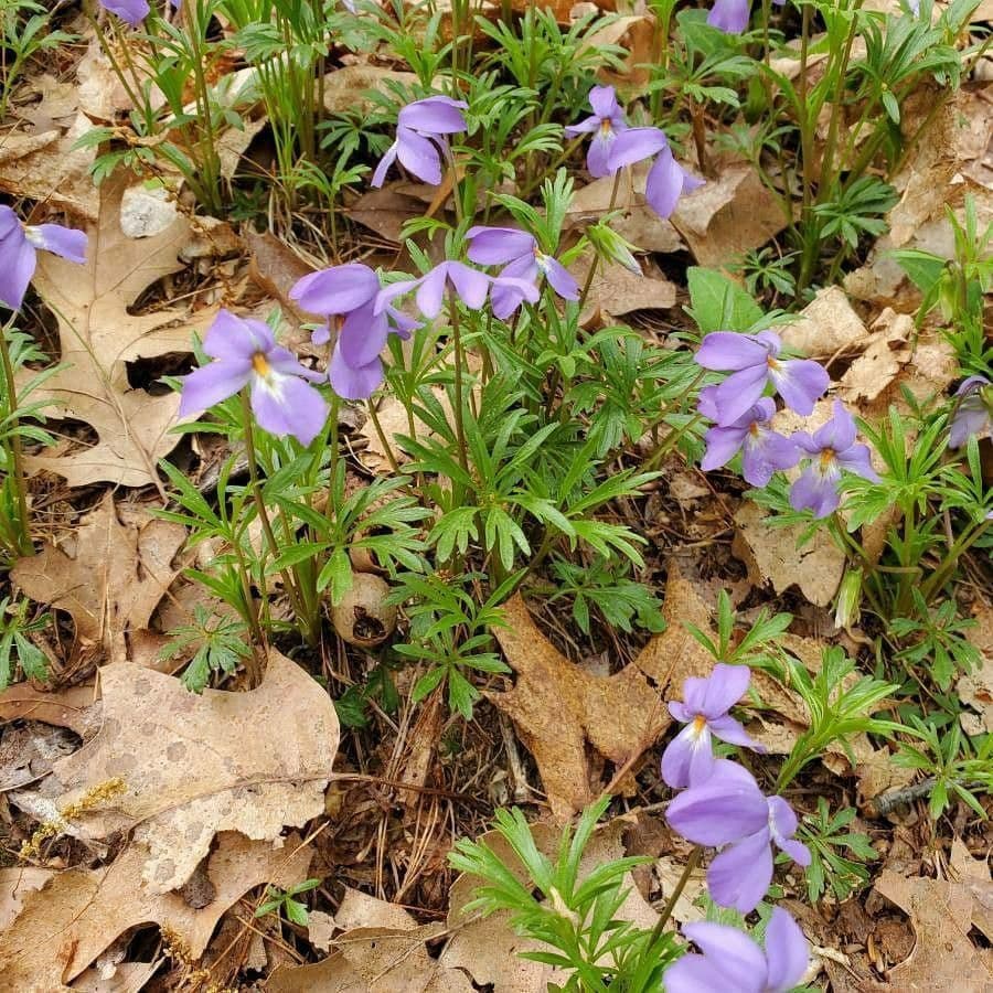 Viola pedata 15