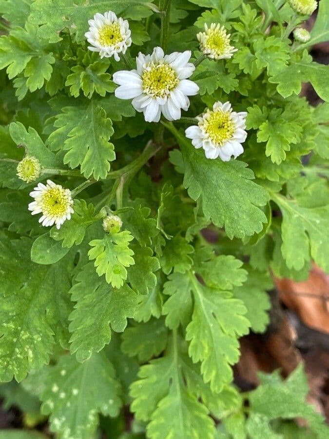Mutterkraut 19