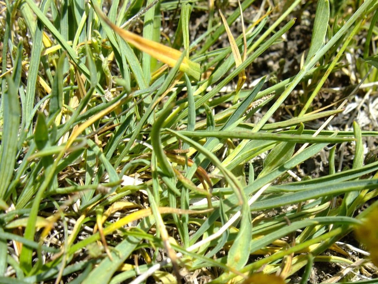 Bupleuro ranuncoloide 11