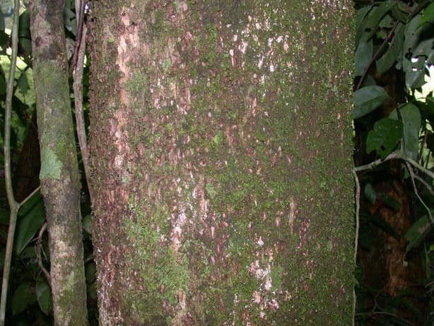 Bellucia grossularioide 19