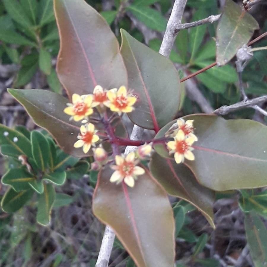 Cloezia floribunda 4