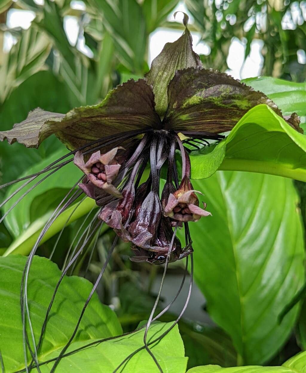 Tacca 3