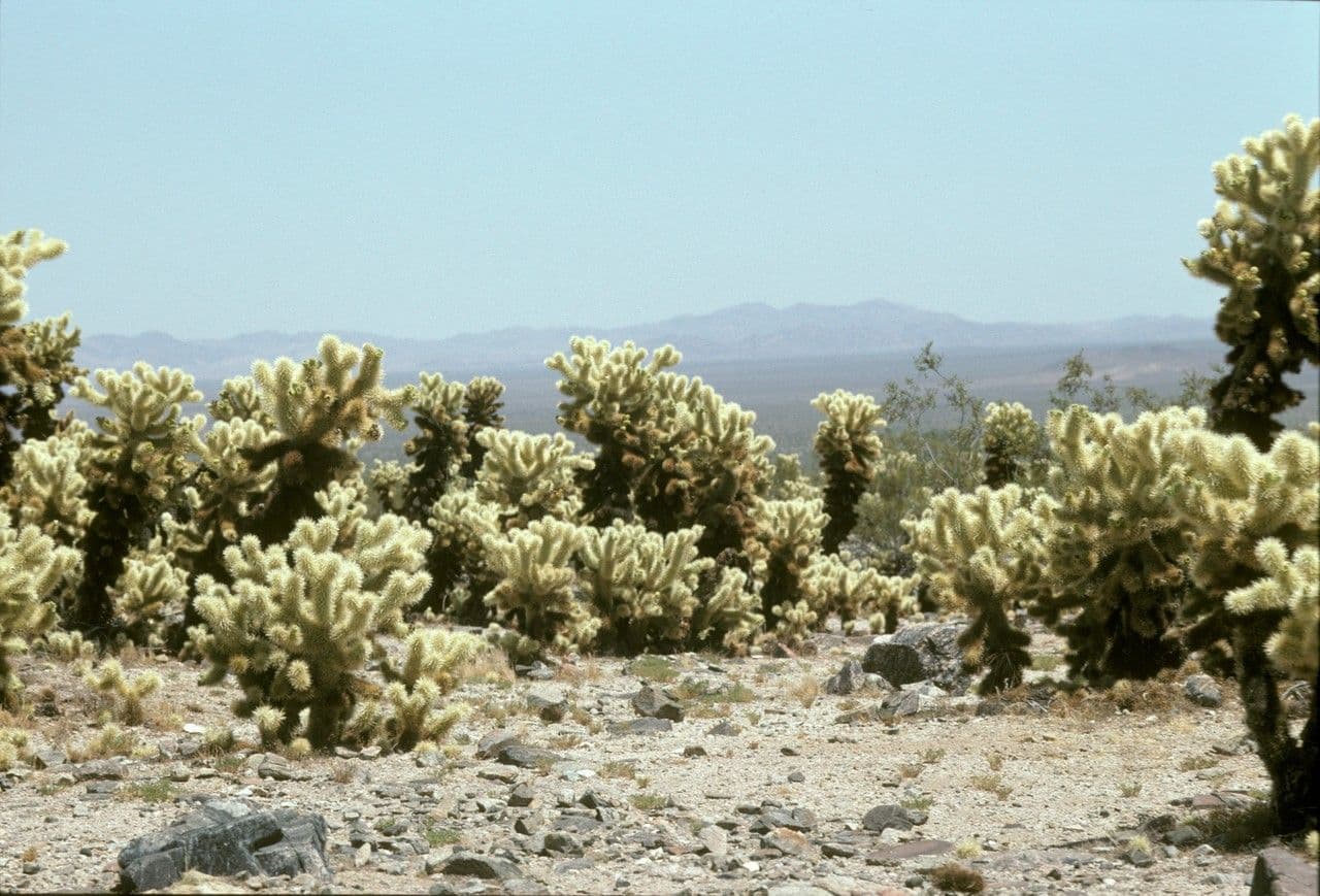 Cholla orsacchiotto 10