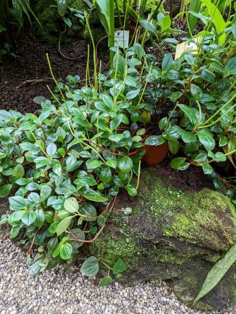 Peperomia glabra 8