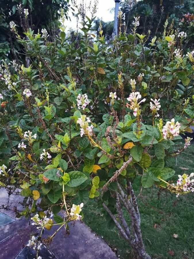 Pseuderanthemum 23