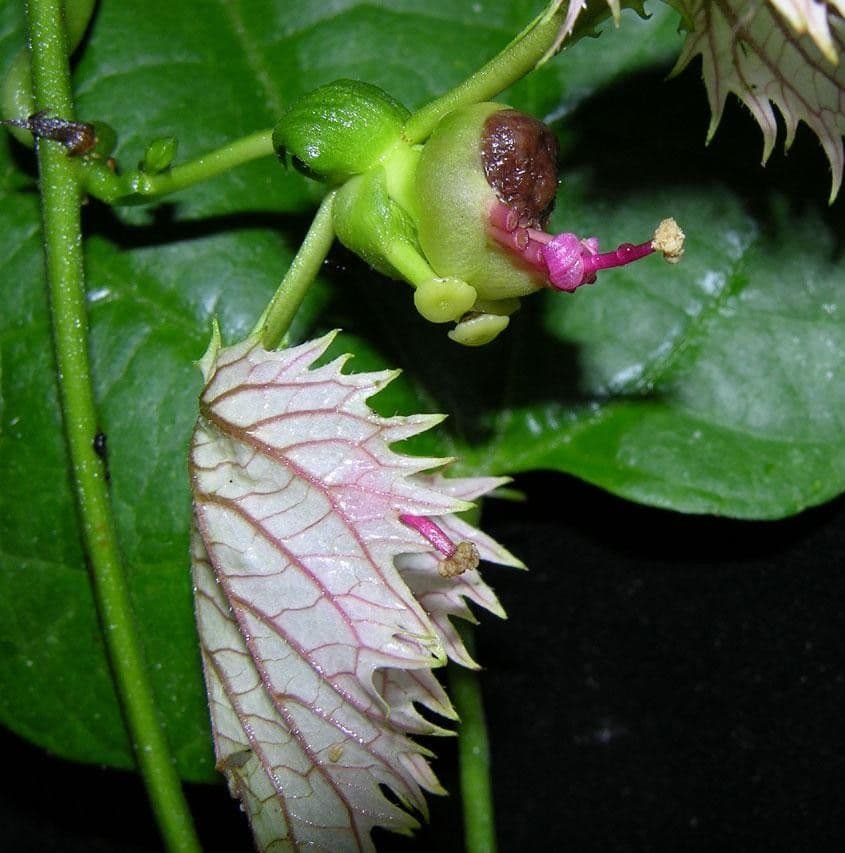 Dalechampia dioscoreifolia 2
