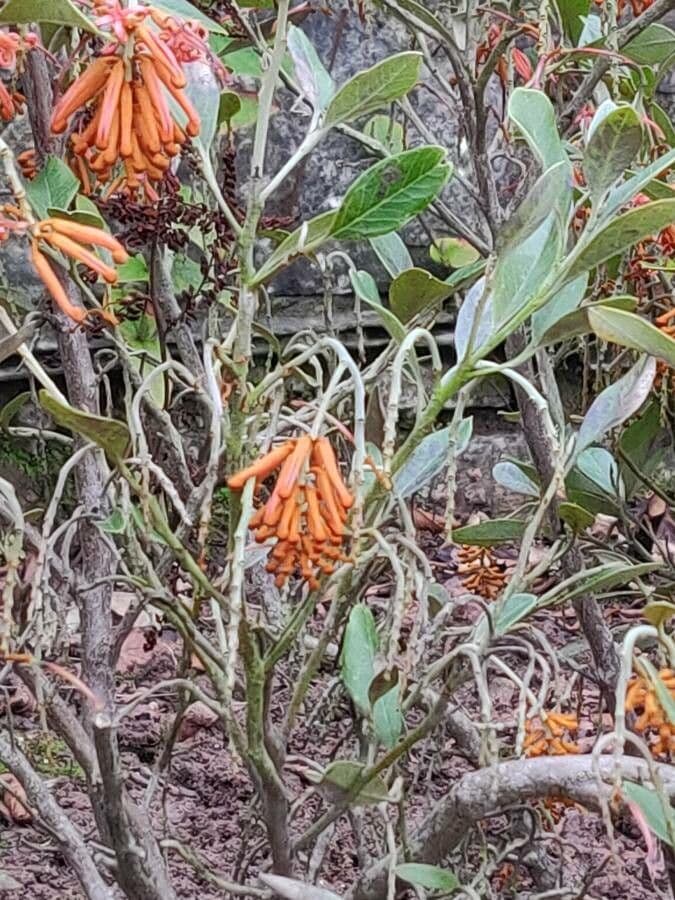Grevillea reale 10