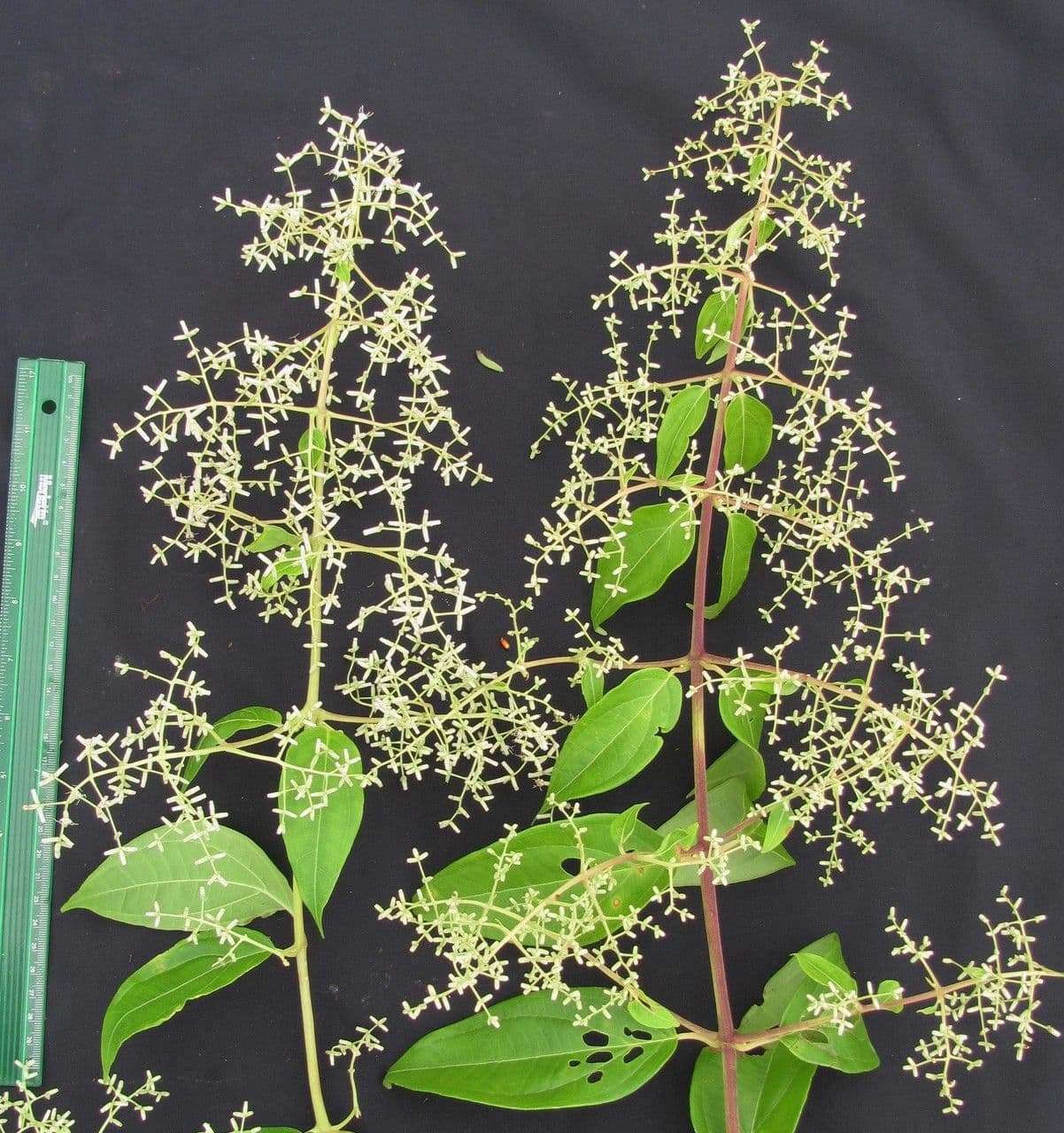 Mikania silvatica 6