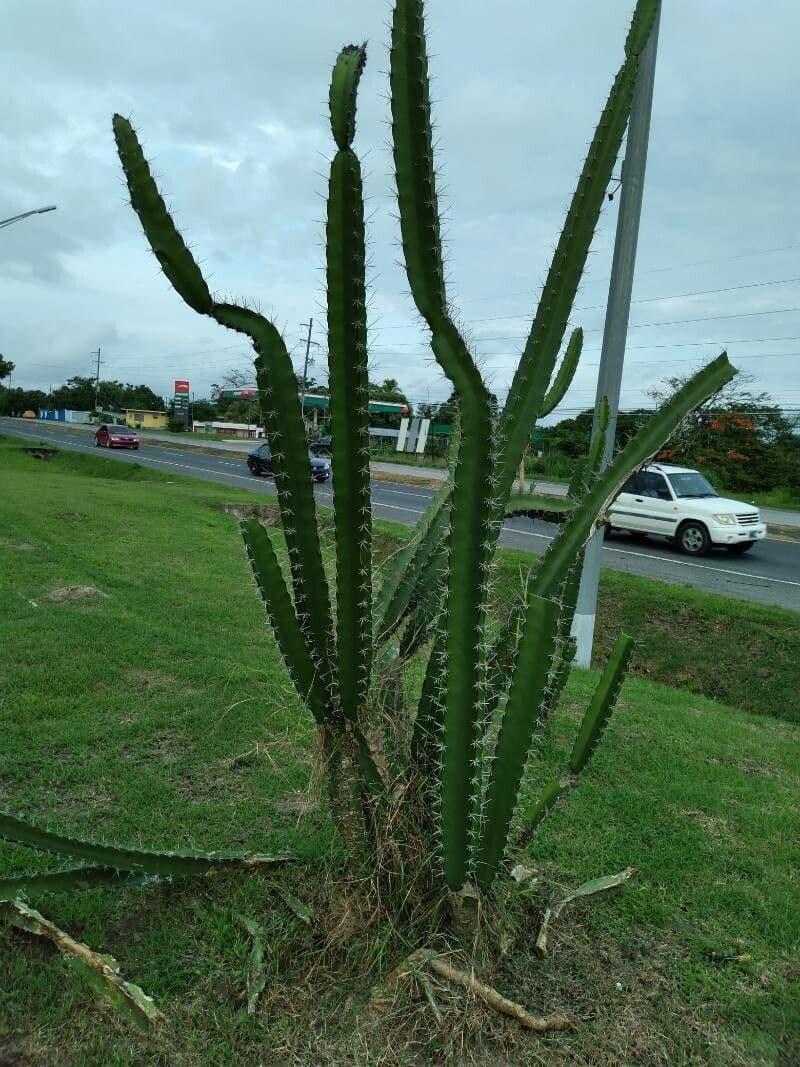 Cactus 26
