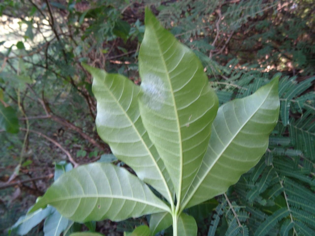 Rauvolfia viridis 15