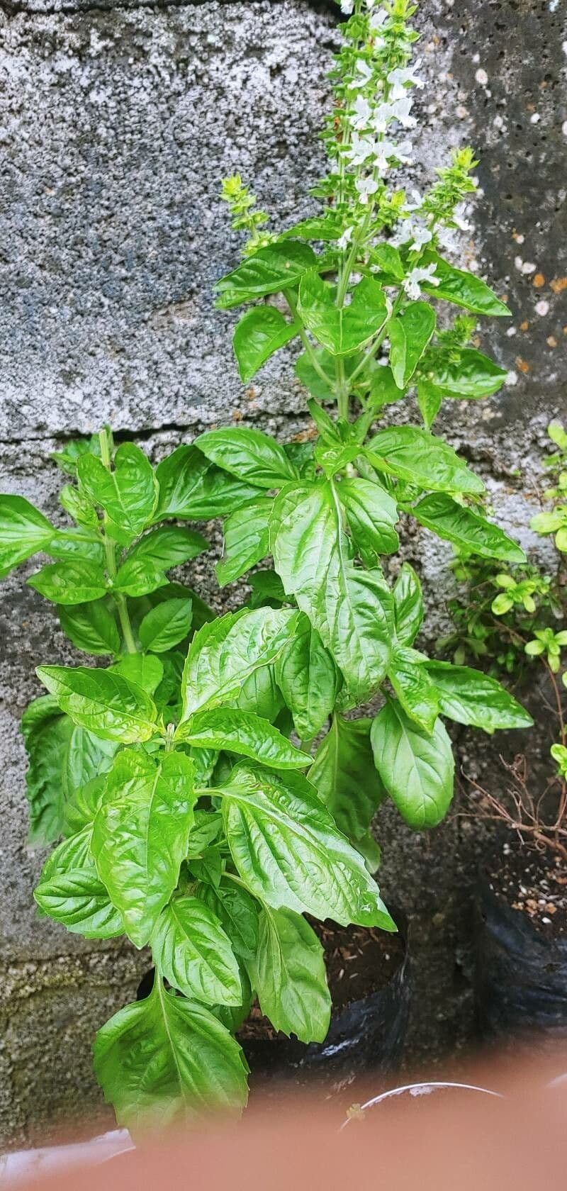 Basilico 18