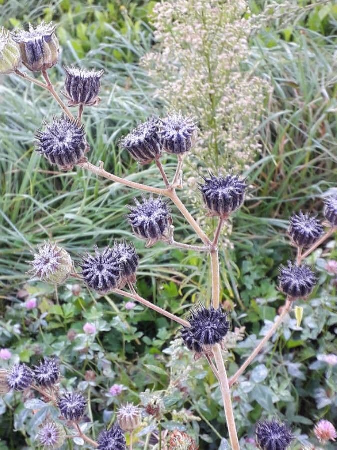 Abutilon di Teofrasto 3