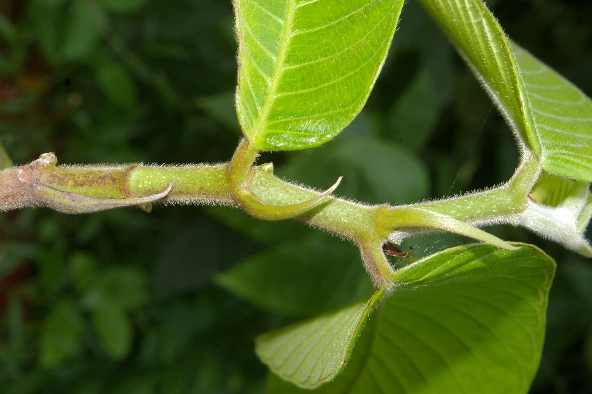 Perebea guianensis 8