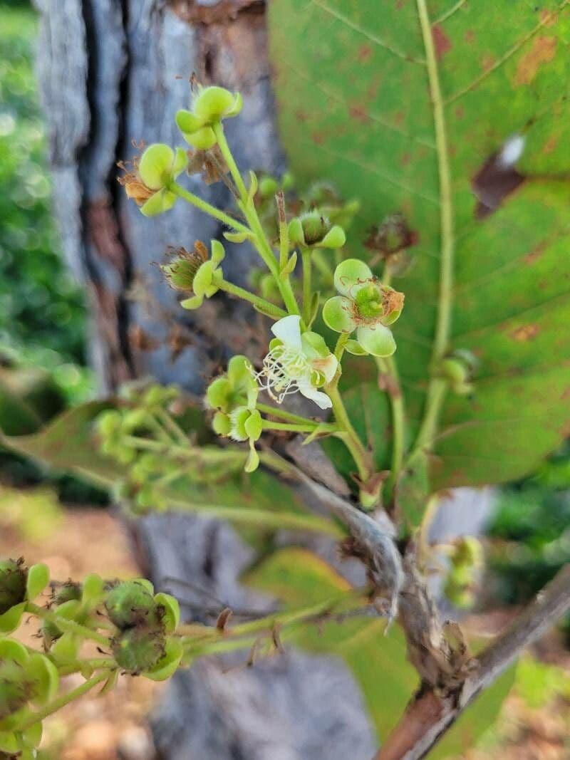 Curatella americana 10