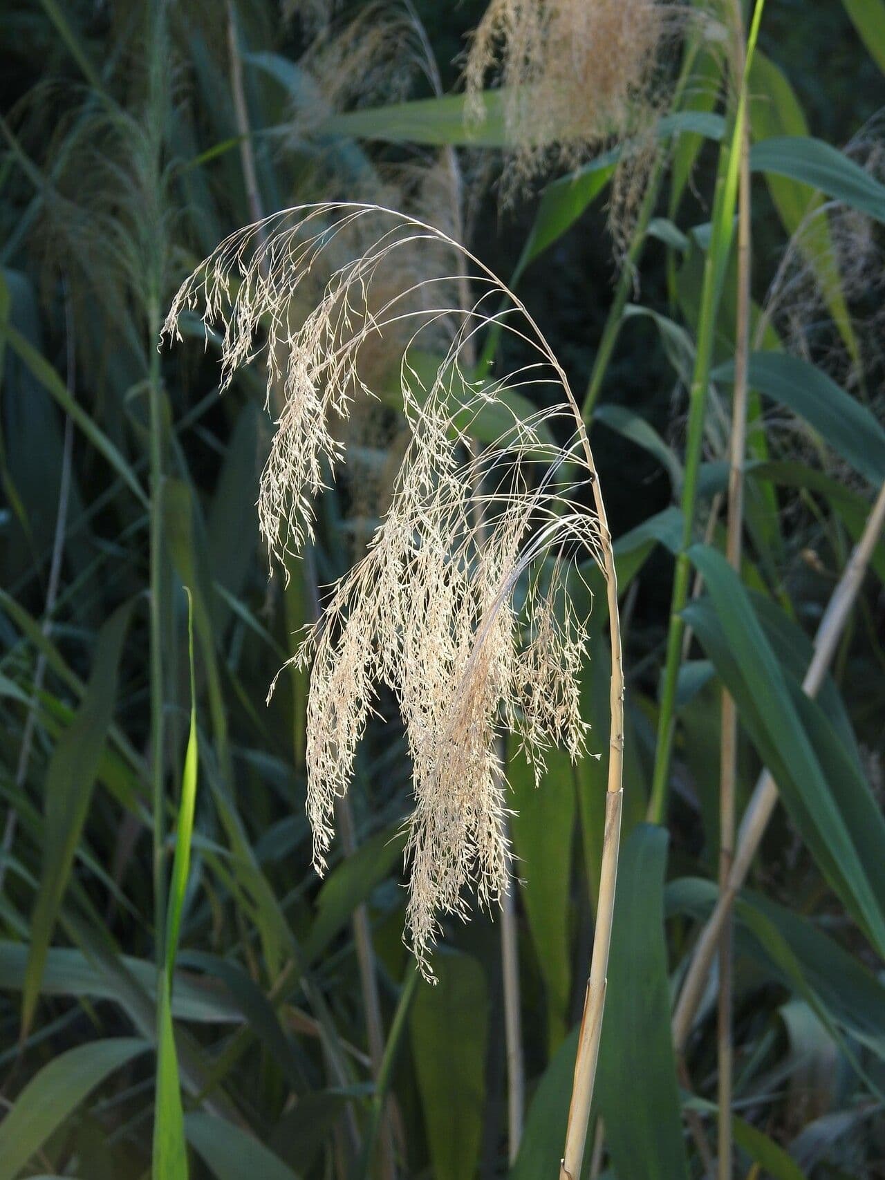 Erba tigre 4