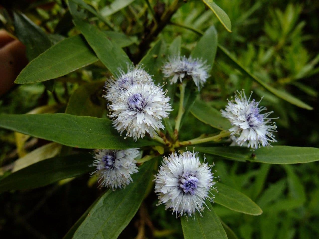 Globularia salicina 2