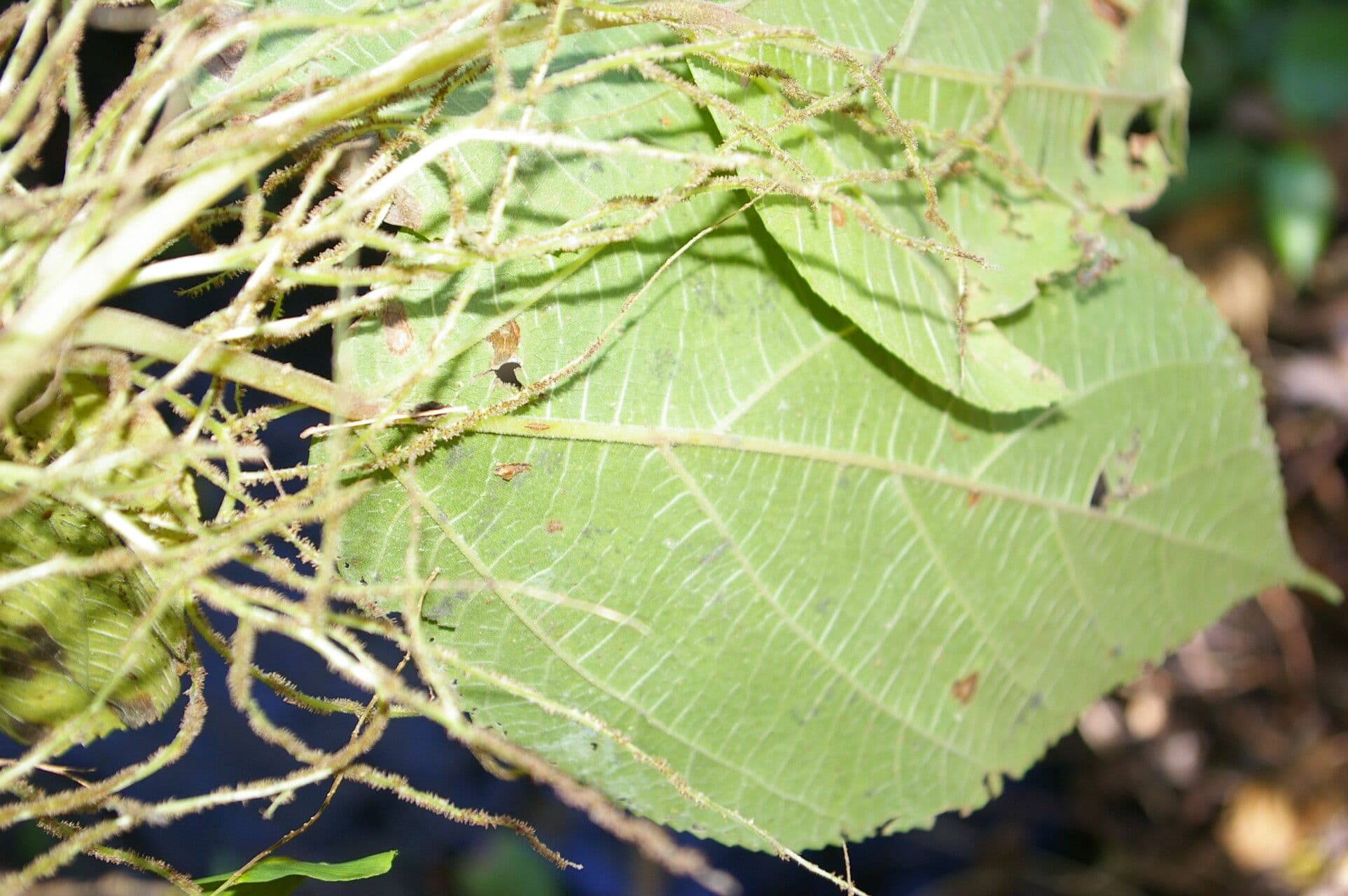 Myriocarpa longipes 6