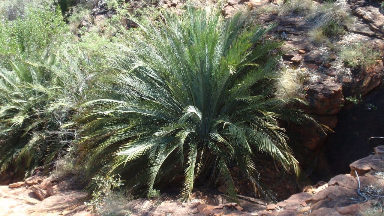 Macrozamia 10