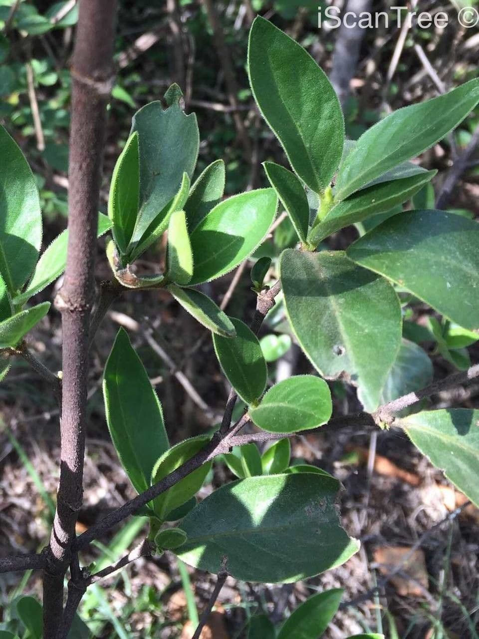 Gardenia del Capo 18