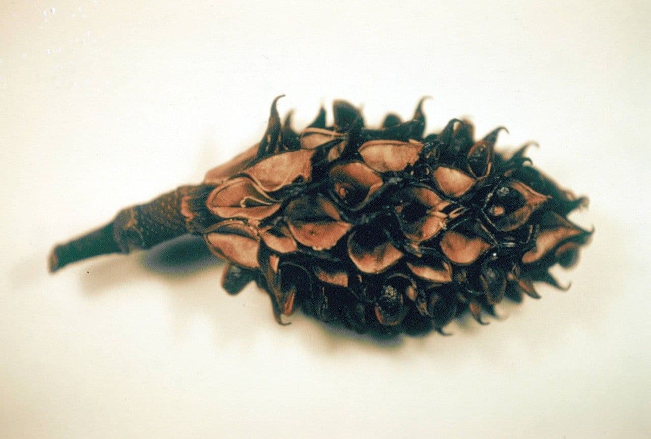 Magnolia di Fraser 2