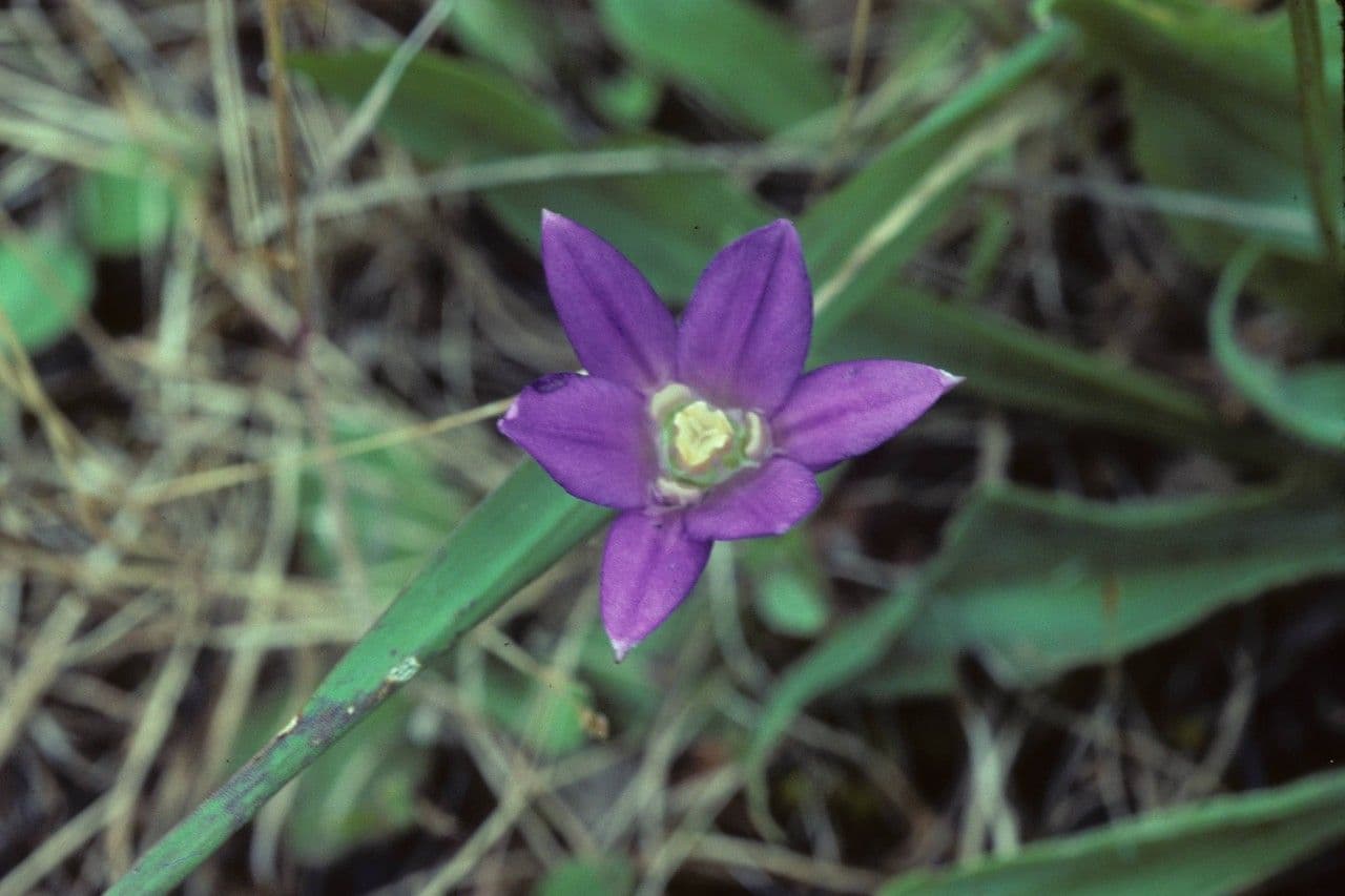 Brodiaea coronaria 2