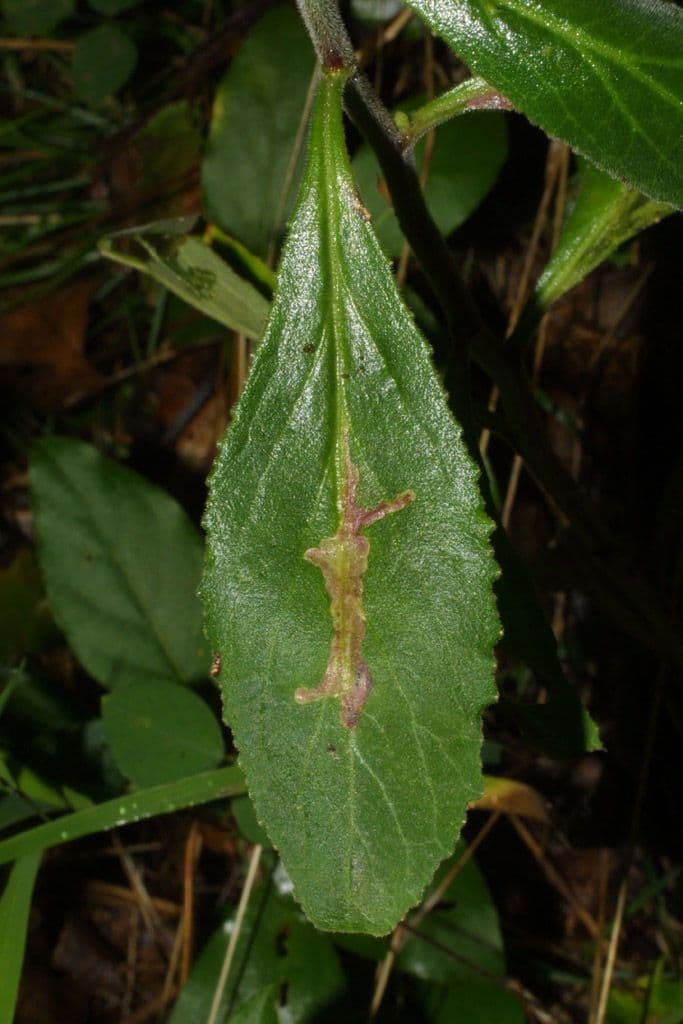 Lobelia puberula 14