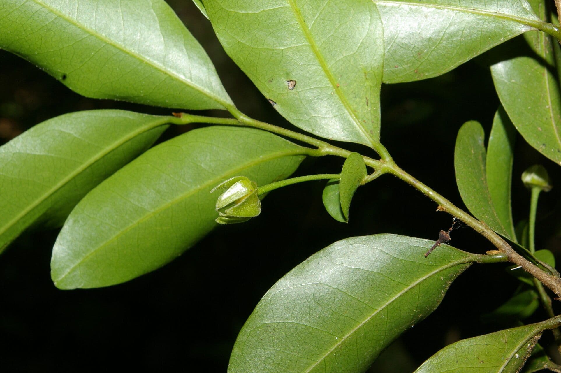 Desmopsis 2