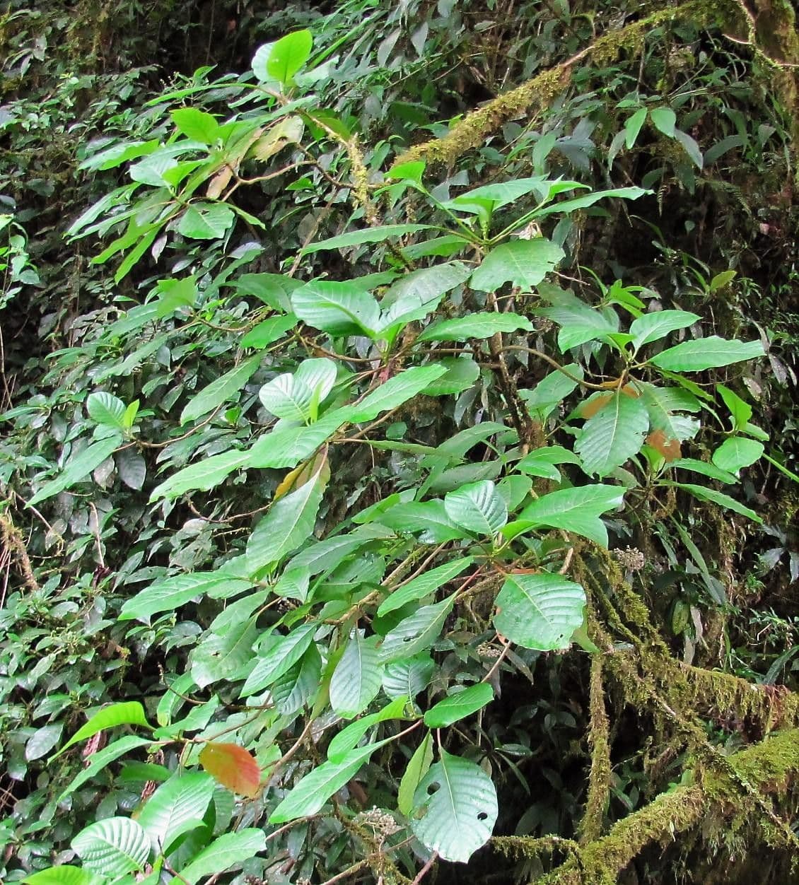 Chinarindenbaum 6