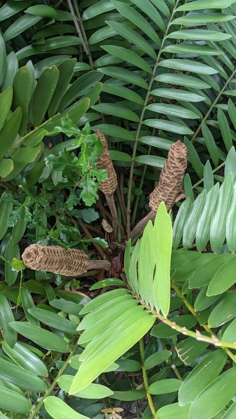 Zamia 7