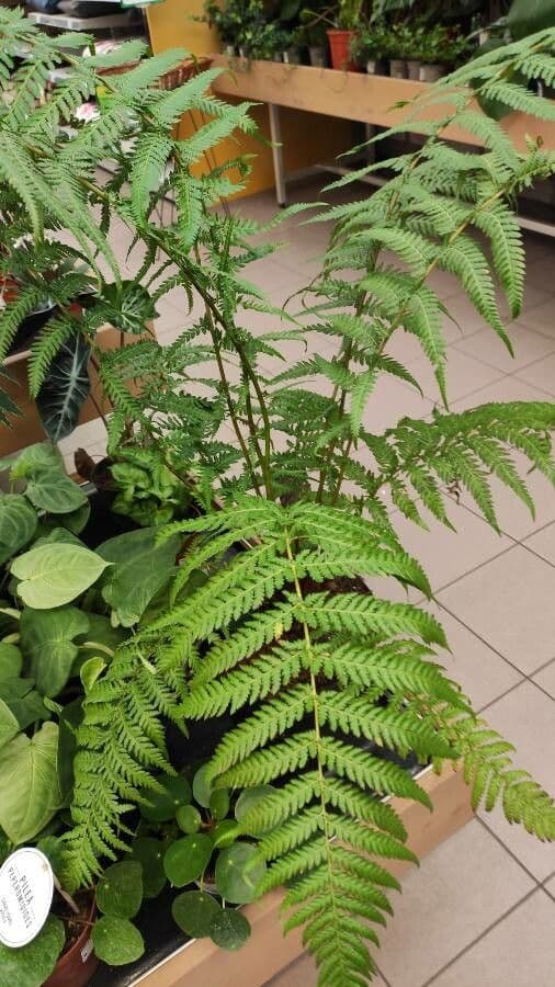Dicksonia di Blume 3