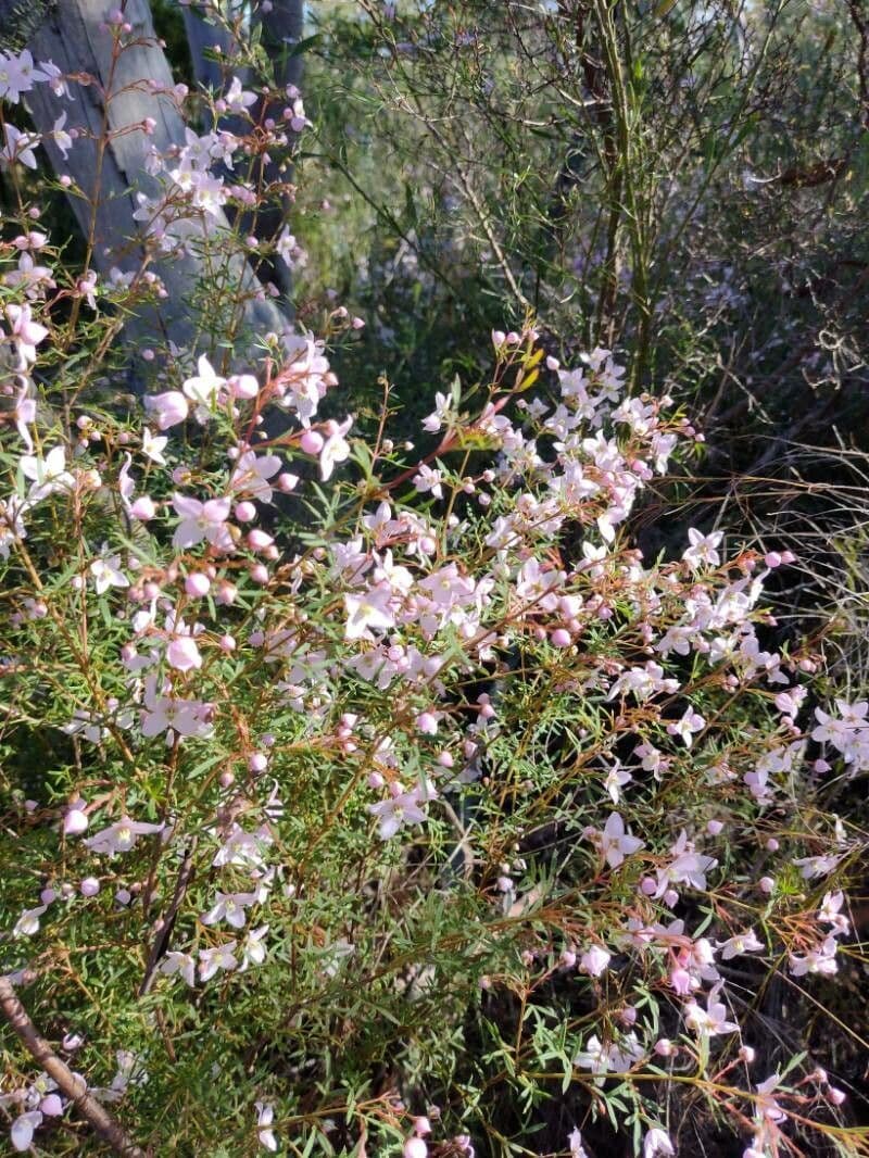 Boronia 3