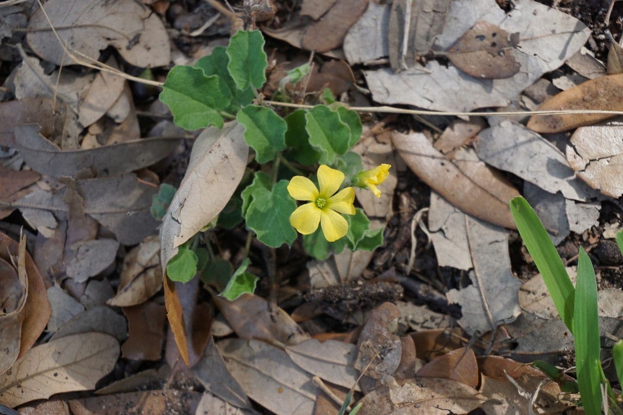Acetosa dichondrifolia 3