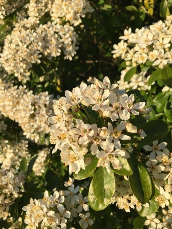 Choisya ternata 6
