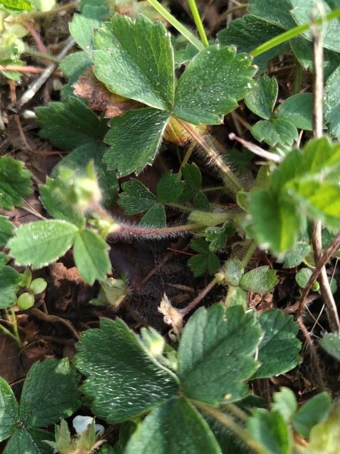 Strawberryleaf cinquefoil 21