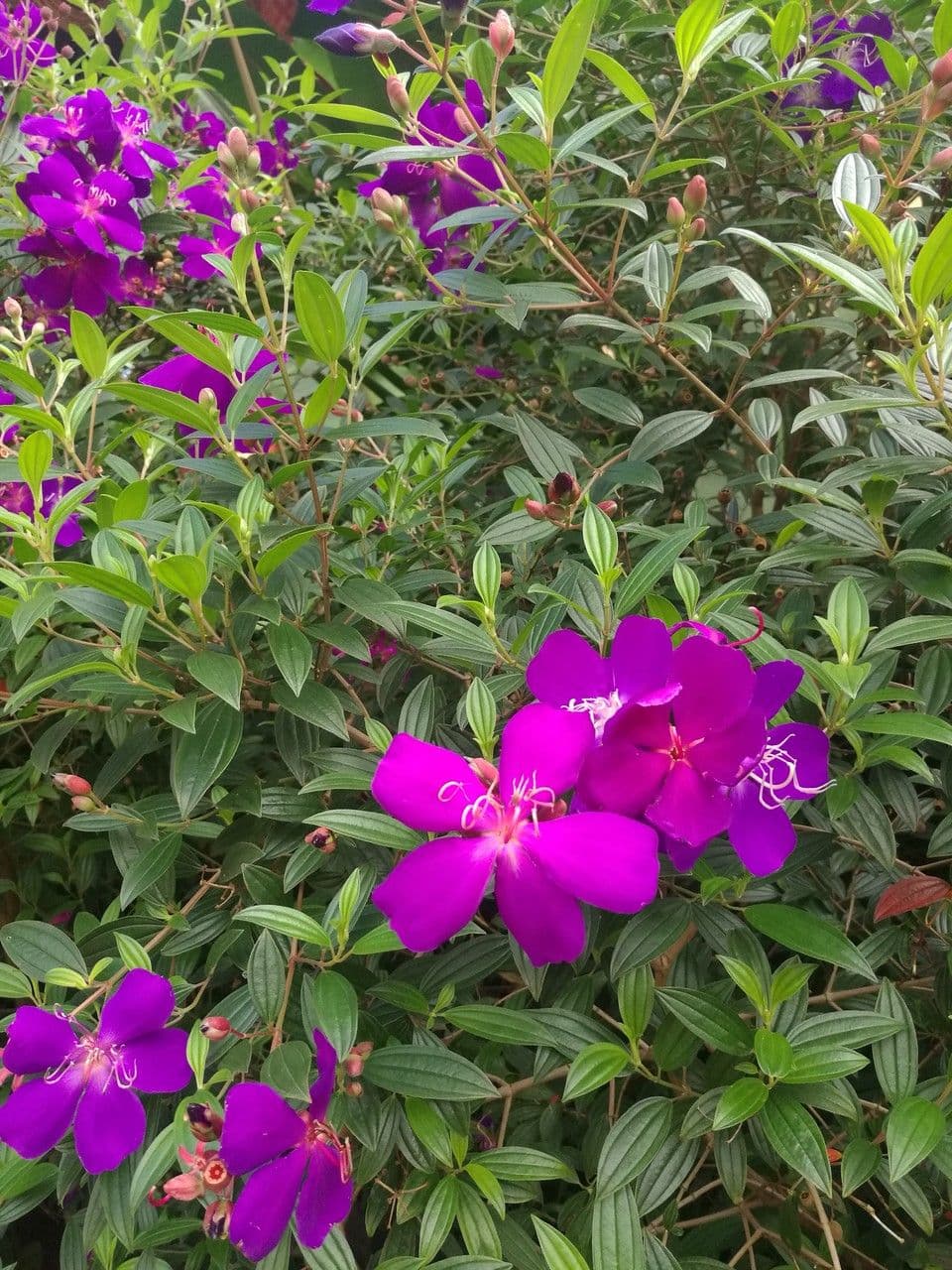 Glory bush 6