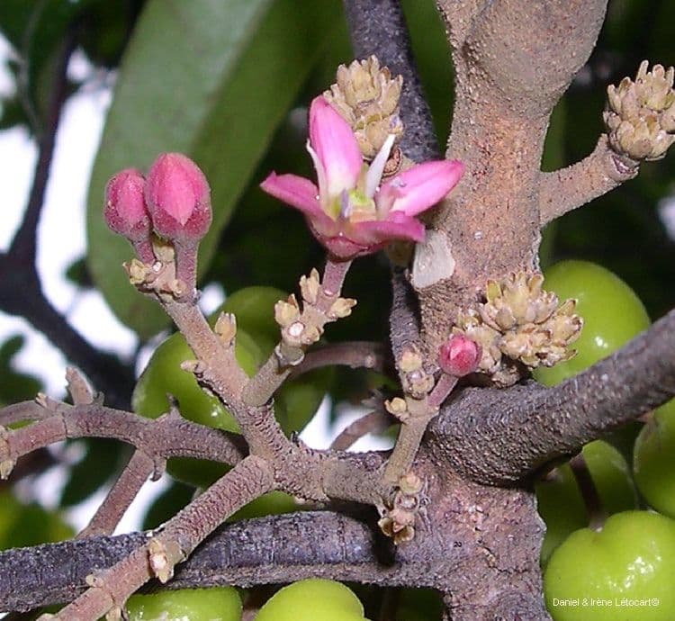 Dutaillyea trifoliolata 7