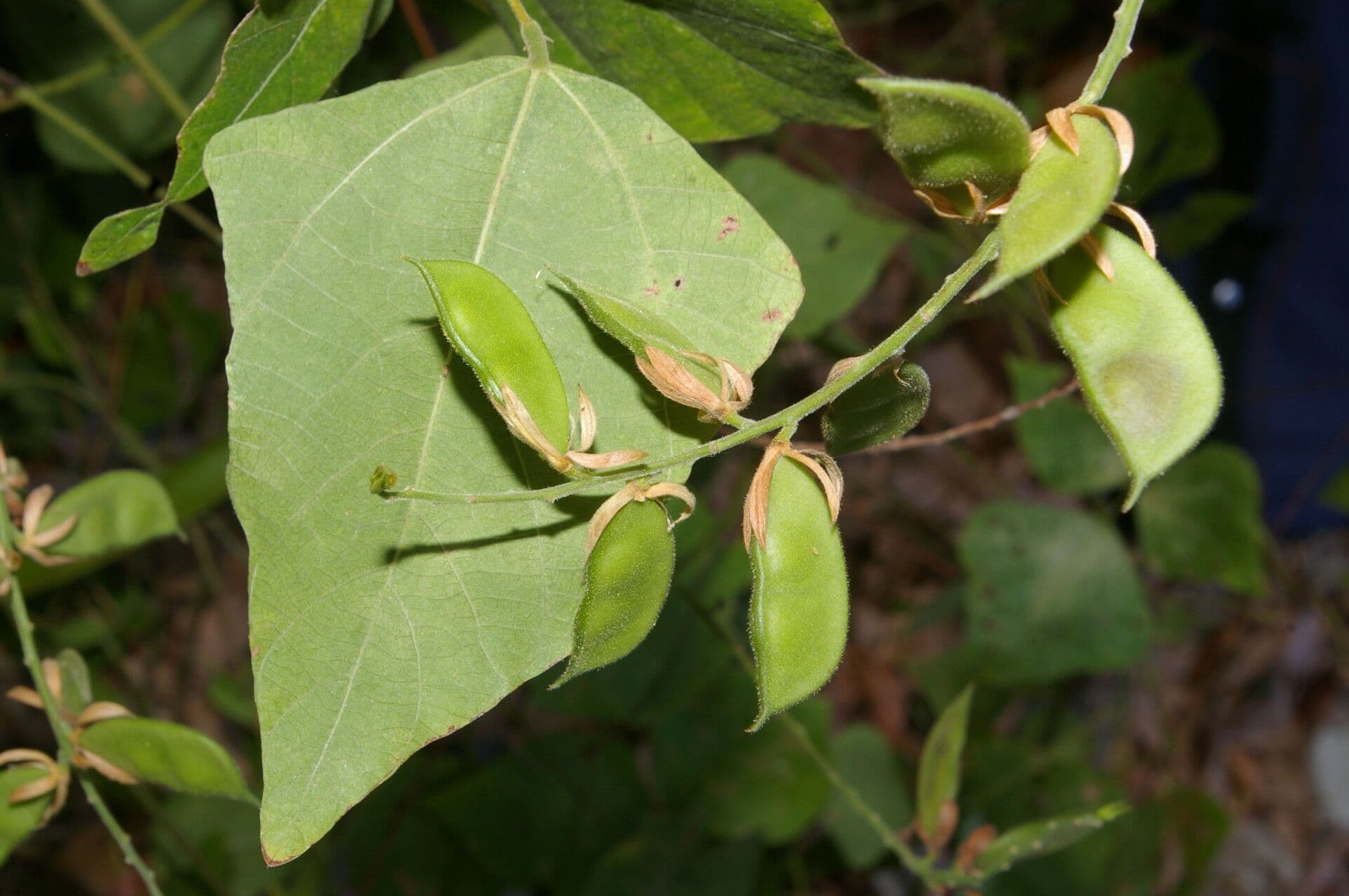Rhynchosia