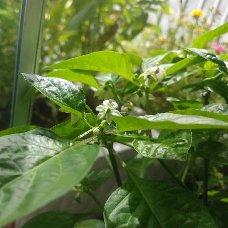 Peperoncino cinese 6